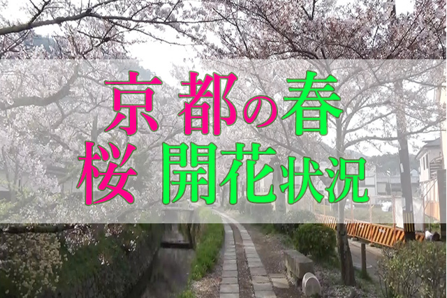京都の桜 Sakura