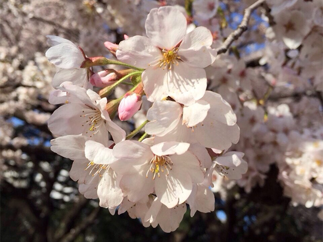 哲学の道:花びら