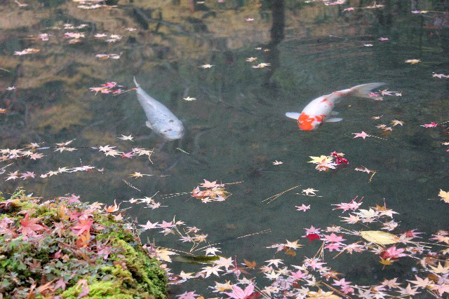 南禅寺 天授庵 庭