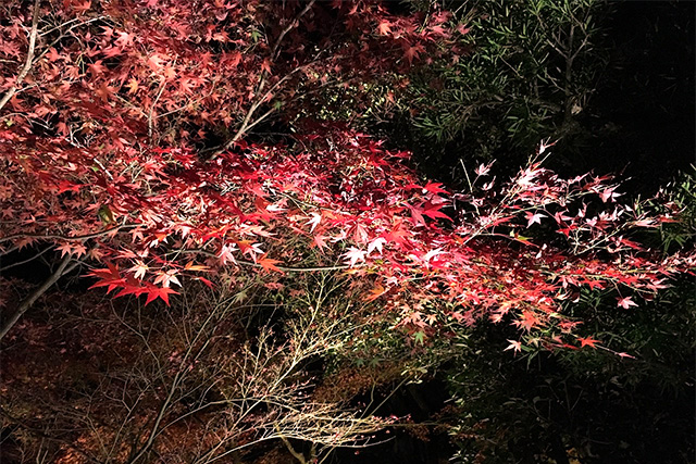 金戒光明寺の紅葉 konkaikoumyouji　Autumn leaves