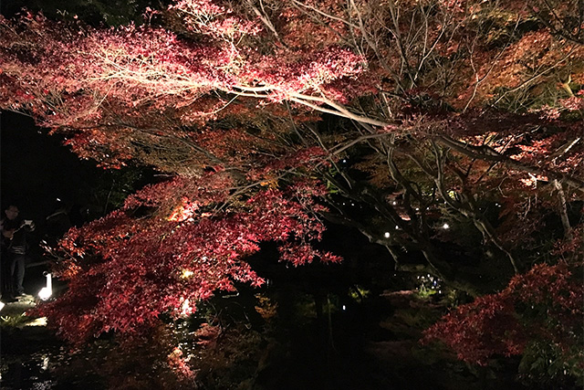 金戒光明寺の紅葉 konkaikoumyouji　Autumn leaves
