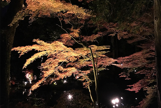 金戒光明寺の紅葉 konkaikoumyouji Autumn leaves