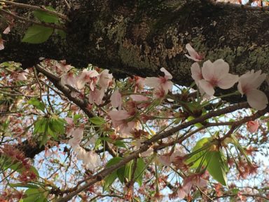 京都 桜 開花状況：哲学の道 4月16日
