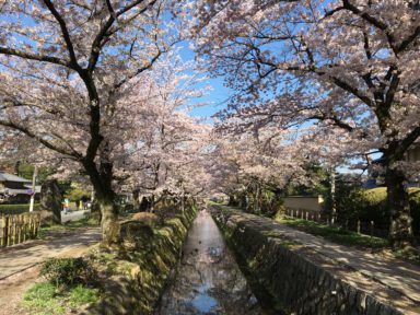 京都 桜 開花状況：哲学の道 4月13日