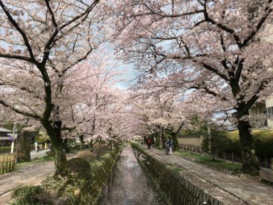 京都 桜 開花状況：哲学の道 4月12日
