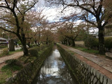 京都 桜 開花状況：哲学の道 4月18日