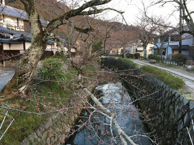 哲学の道 3月31日