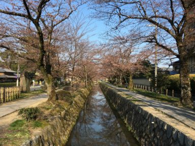 京都 桜 開花状況：哲学の道 4月4日