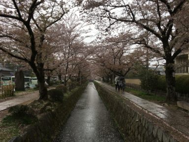 京都 桜 開花状況：哲学の道 4月15日