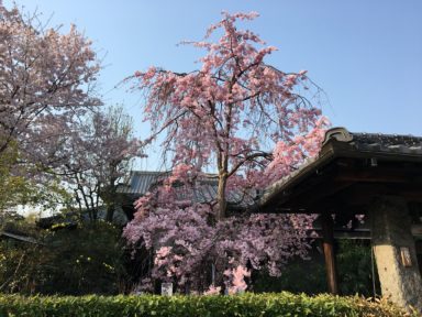 京都 桜 開花状況：哲学の道 4月14日