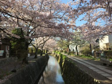 京都 桜 開花状況：哲学の道 4月13日