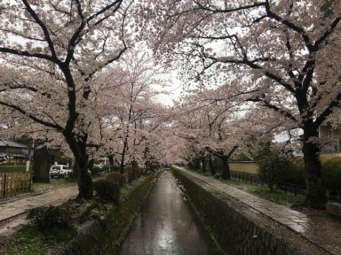 京都 桜 開花状況：哲学の道 4月11日