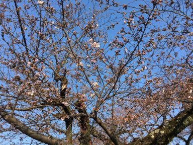 京都 桜 開花状況：哲学の道 4月4日