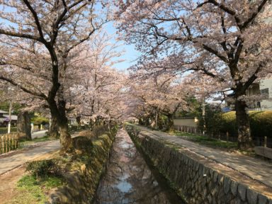 京都 桜 開花状況：哲学の道 4月14日