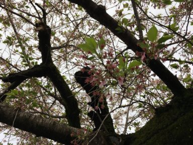 京都 桜 開花状況：哲学の道 4月18日