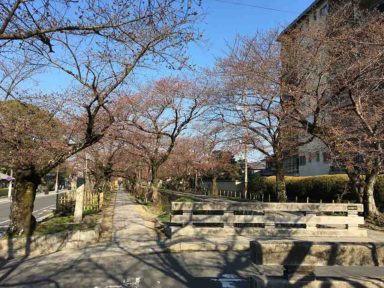 京都 桜 開花状況：哲学の道 4月2日
