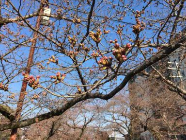 京都 桜 開花状況：哲学の道 4月2日