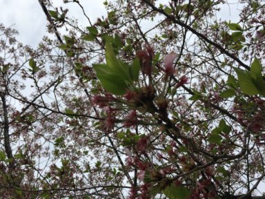 京都 桜 開花状況：哲学の道 4月17日