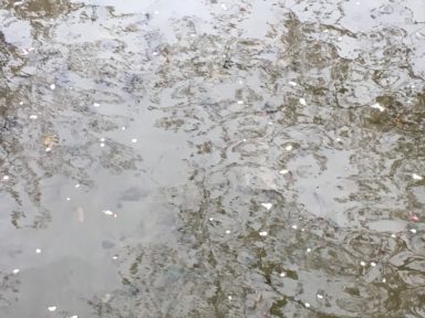 京都 桜 開花状況：哲学の道 4月18日