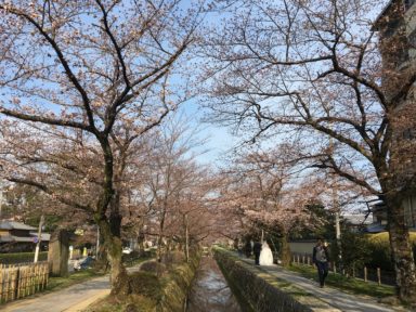 京都 桜 開花状況：哲学の道 4月5日