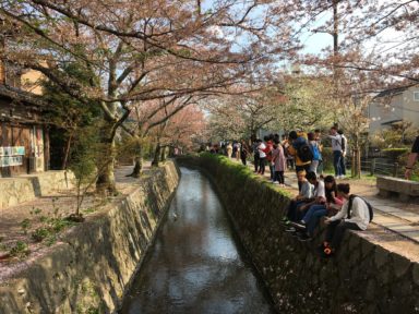 京都 桜 開花状況：哲学の道 4月16日2
