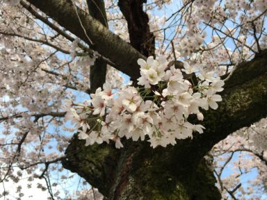京都 桜 開花状況：哲学の道 4月10日