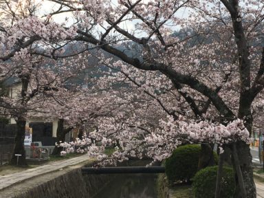 都 桜 開花状況：哲学の道 4月6日