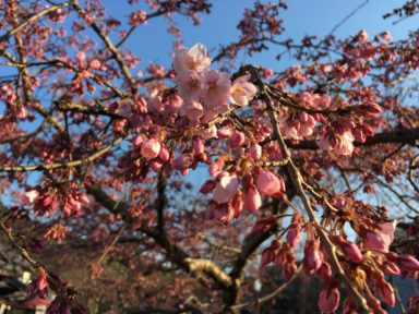 弥勒院前の 早咲きの桜 アップ