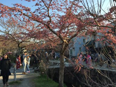 弥勒院前の 早咲きの桜