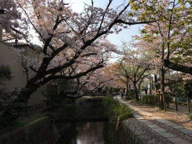 京都 桜 開花状況：哲学の道 4月14日