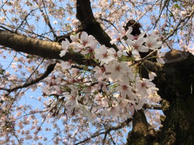 京都 桜 開花状況：哲学の道 4月14日