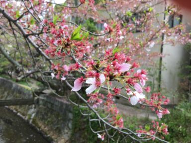 京都 桜 開花状況：哲学の道 4月17日2