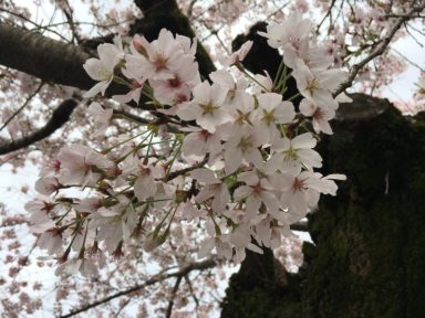 京都 桜 開花状況：哲学の道 4月12日