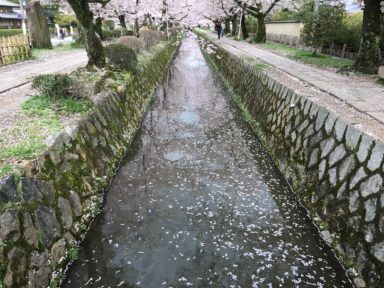 京都 桜 開花状況：哲学の道 4月12日