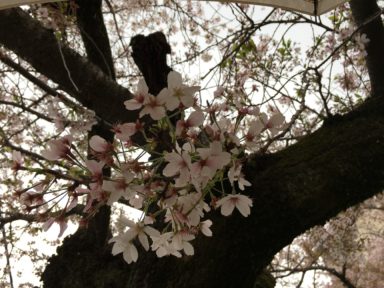 京都 桜 開花状況：哲学の道 4月15日