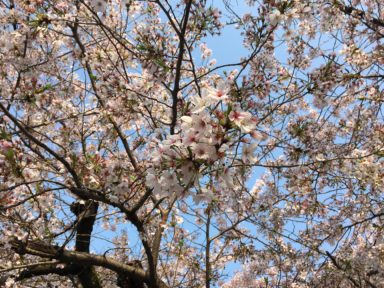 京都 桜 開花状況：哲学の道 4月14日