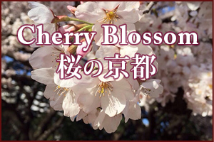 桜の季節 Cherry Blossom