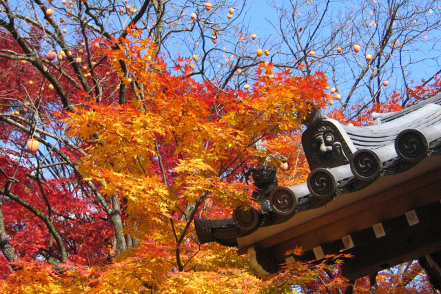 常寂光寺 Jojakko-ji