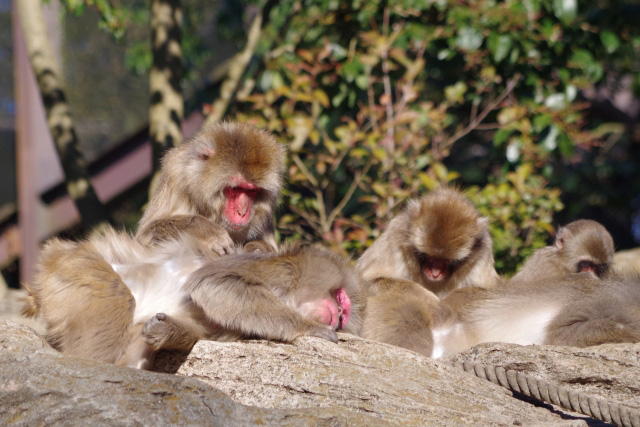 嵐山モンキーパーク Monkey Park