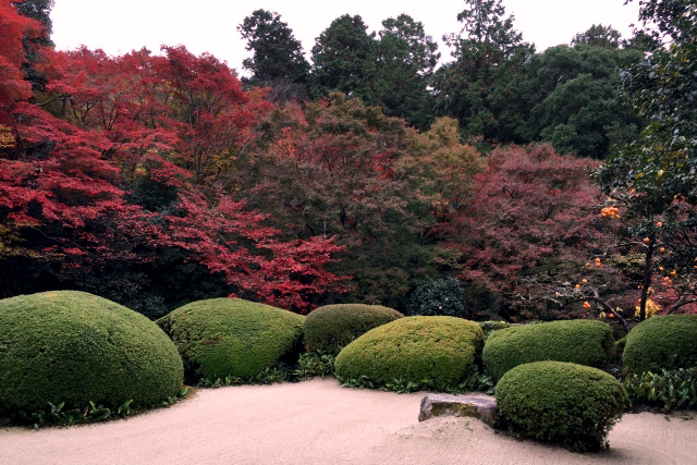 詩仙堂　sisendo Autumn leaves