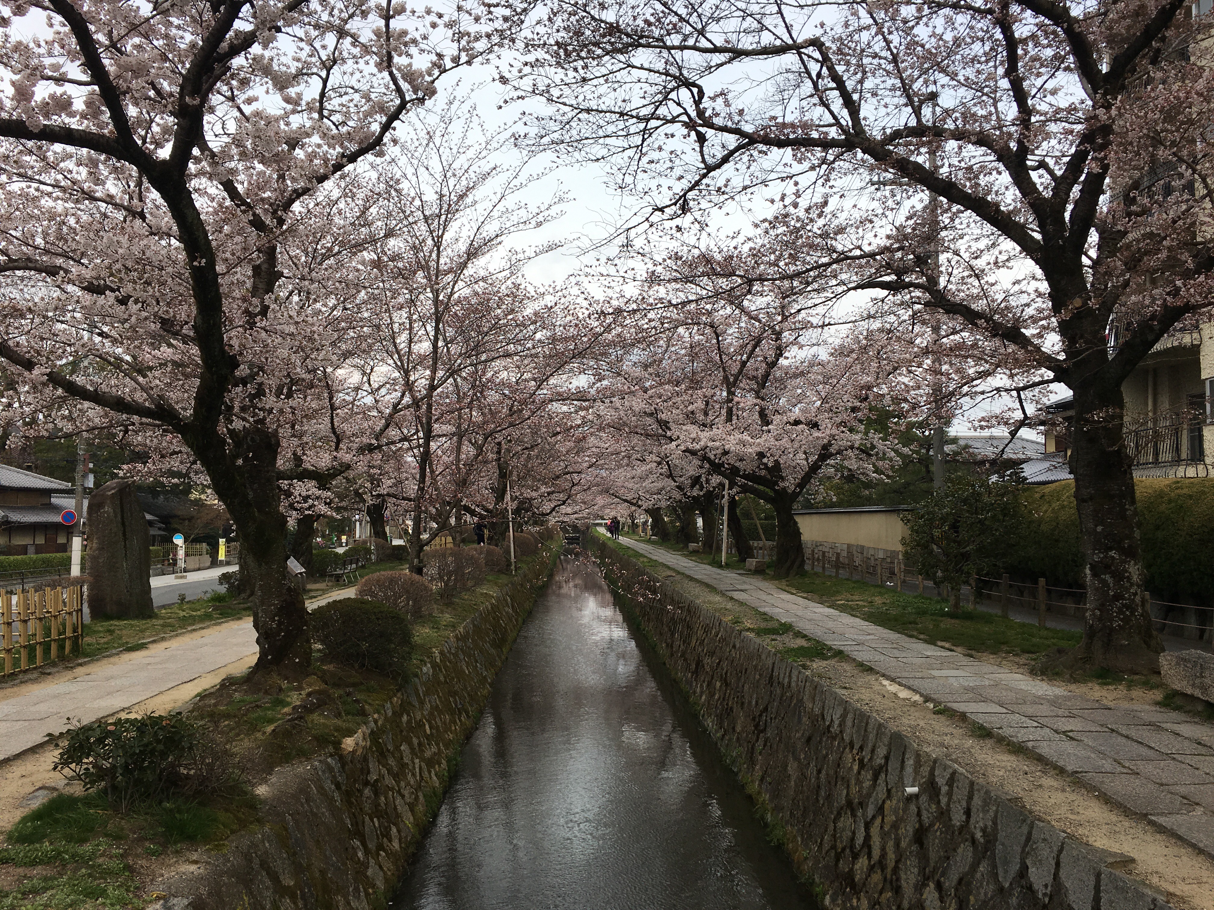 都 桜 開花状況：哲学の道 4月6日