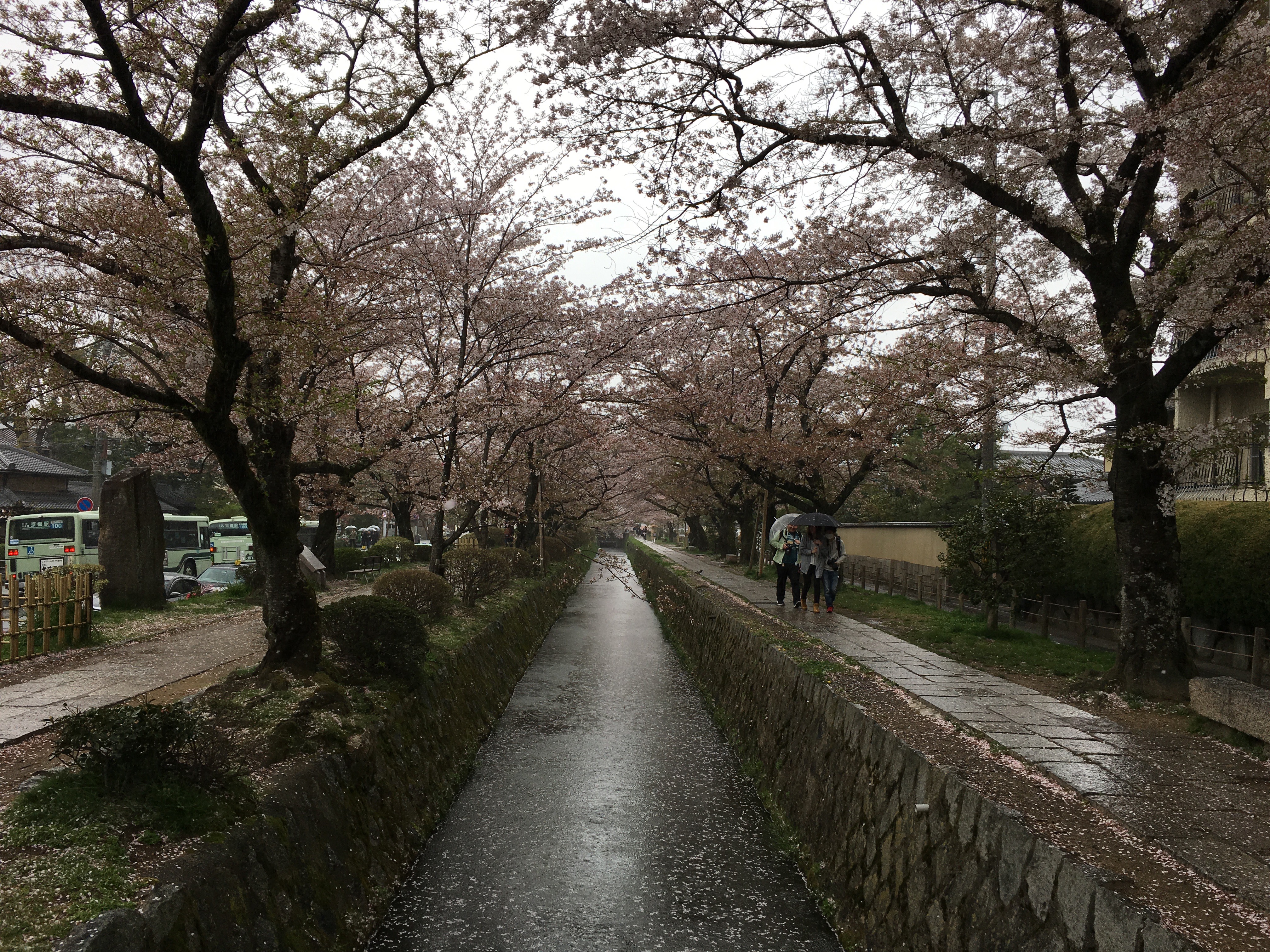 京都 桜 開花状況：哲学の道 4月15日