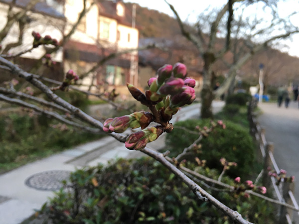 哲学の道 3月31日