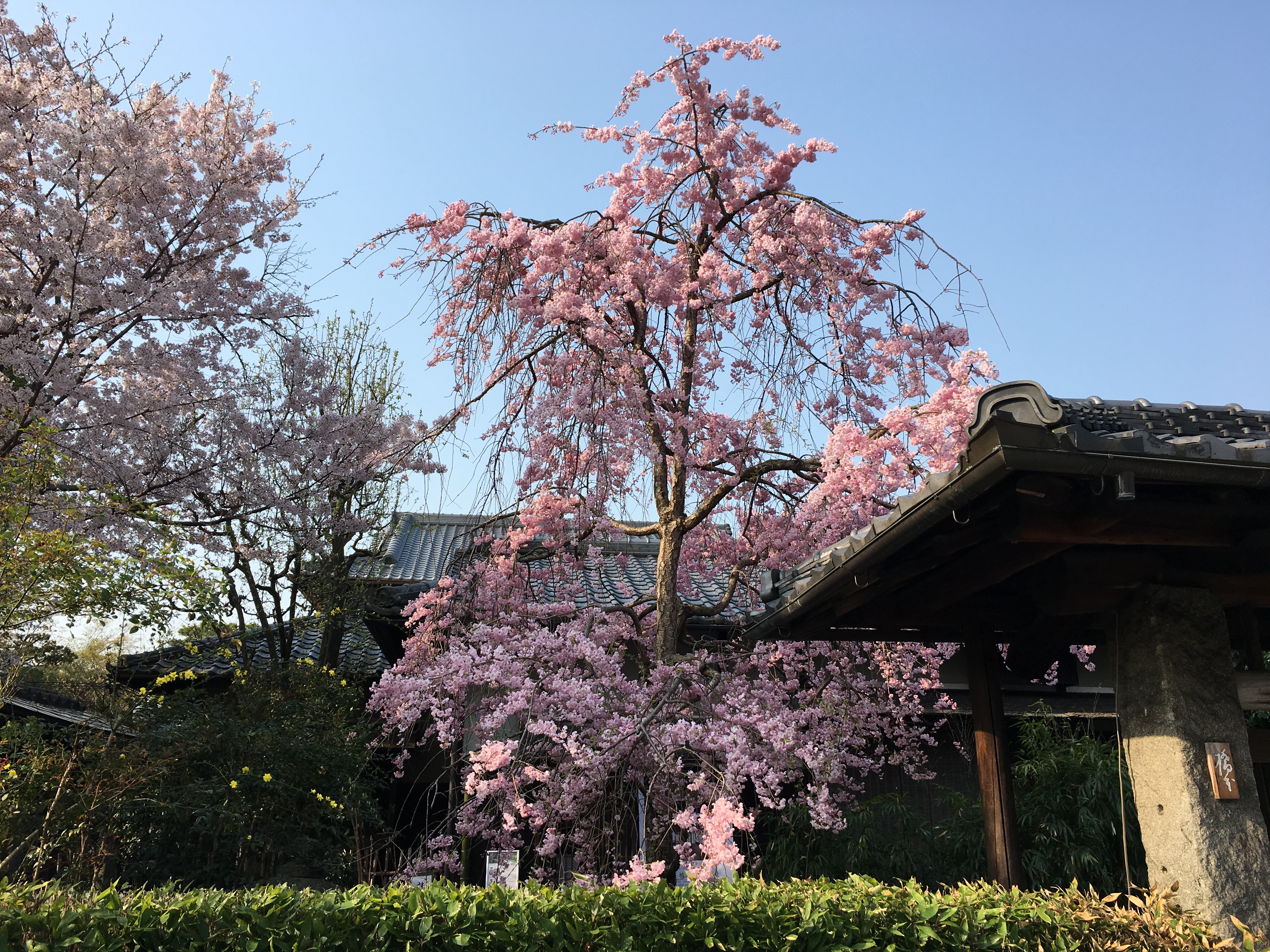 京都 桜 開花状況：哲学の道 4月14日