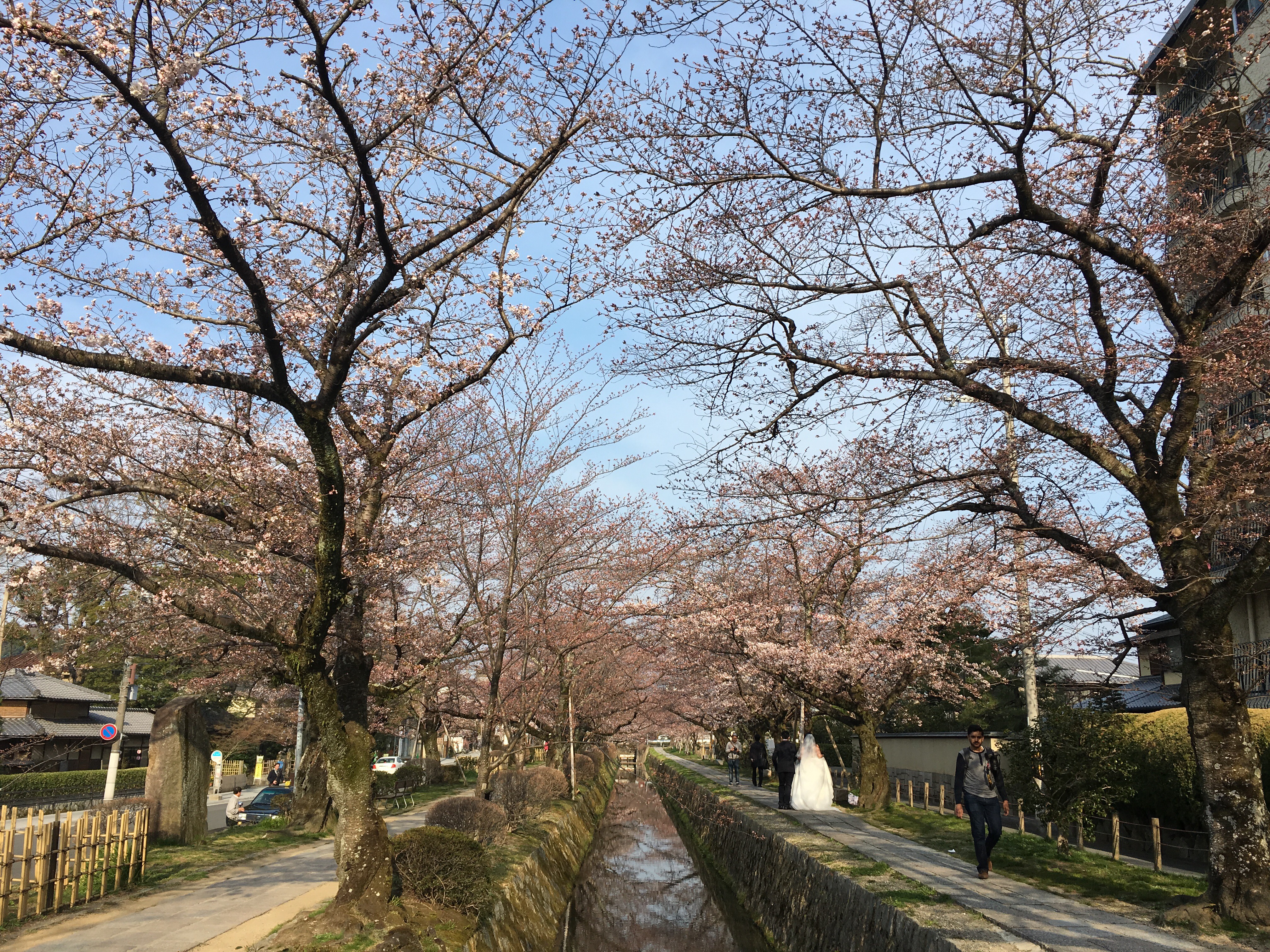 京都 桜 開花状況：哲学の道 4月5日