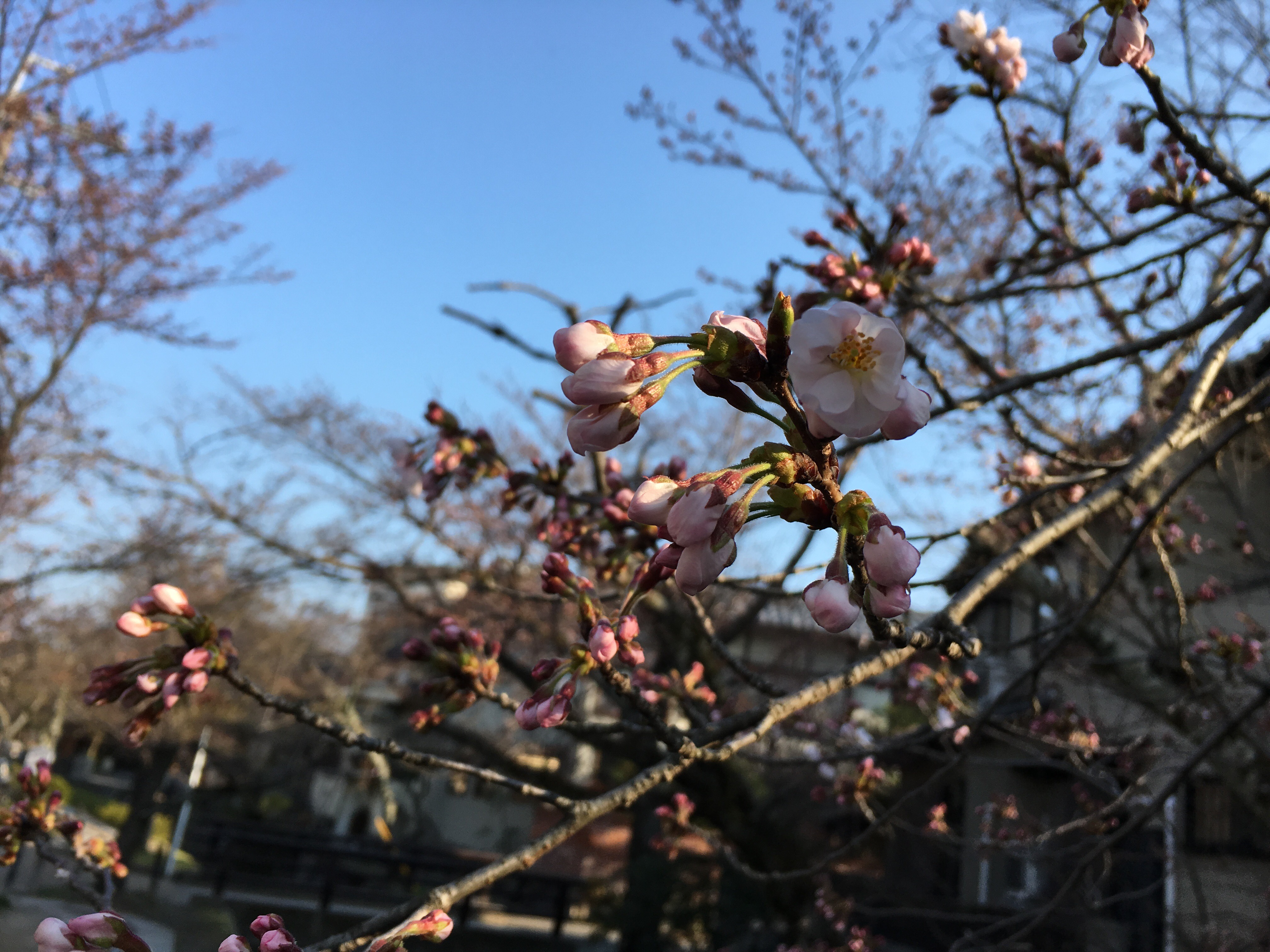 京都 桜 開花状況：哲学の道 4月4日
