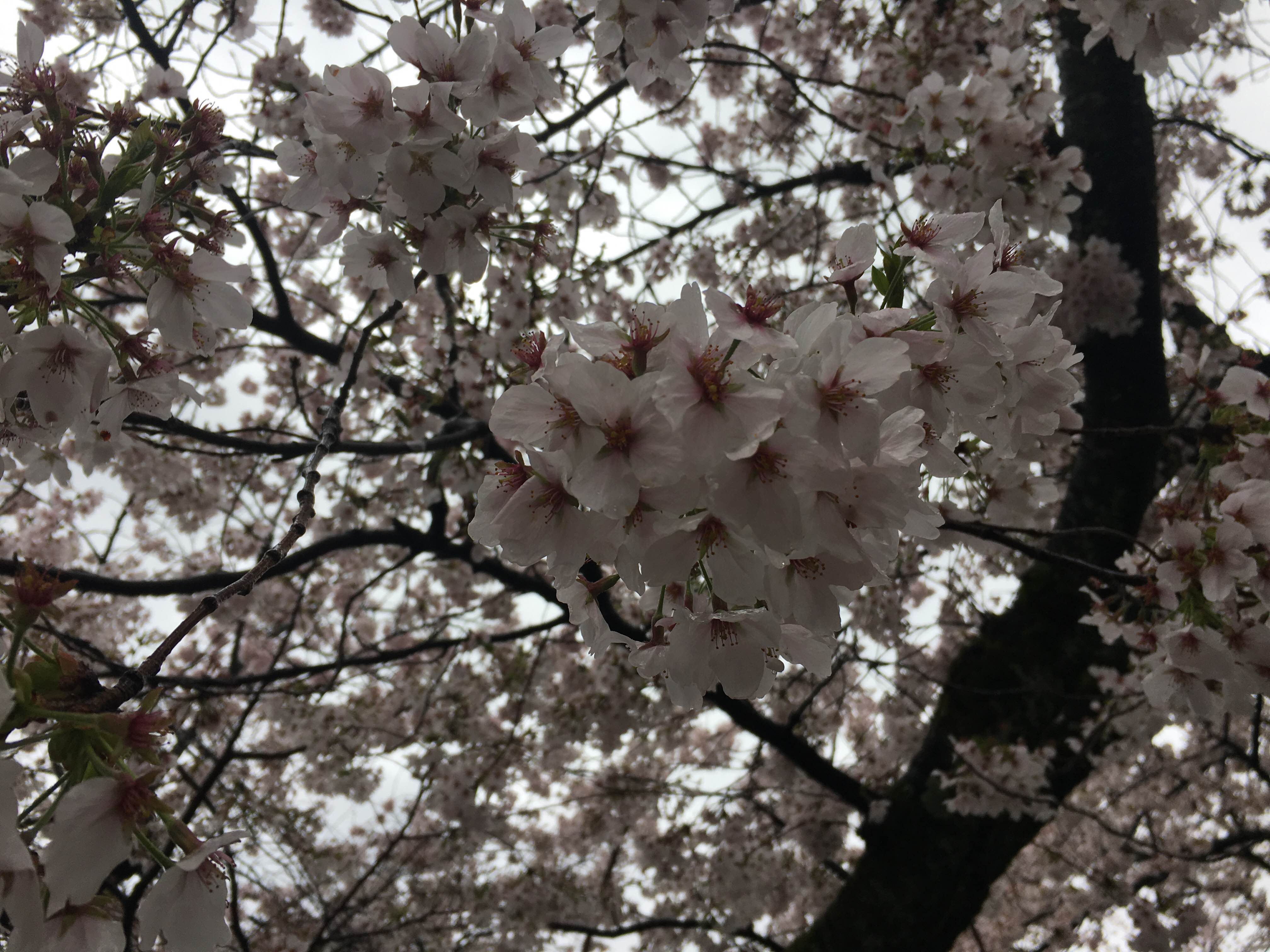 京都 桜 開花状況：哲学の道 4月11日